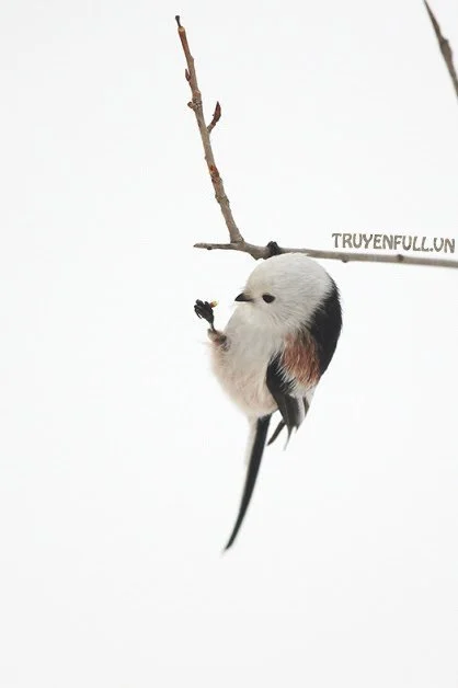 Dũng Sĩ Cầy Thảo Nguyên