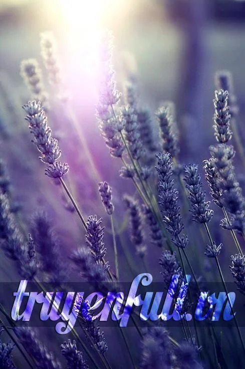 Tôi Hận Anh! Kẻ Đùa Cợt Trái Tim Tôi